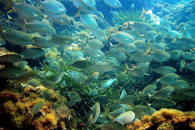 French Riviera Villefranche Bay Snorkeling Tour from Nice - What Makes This Snorkeling Tour Stand Out?