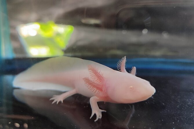 Frida Kahlo New Museum Casa Kahlo, Coyoacán and Xochimilco Canals - Inside Casa Kahlo: A Personal Look at Frida’s Life