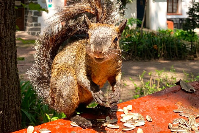 Frida Kahlo VIP [Museum Tickets Included] Walk, Markets & Churros - Guide Expertise and Personalities