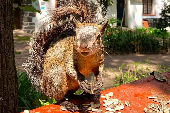 Frida Kahlo VIP-Walk, Market and Churros Museum Tickets Included - Food and Snack Breaks in Coyoacán’s Colorful Plaza