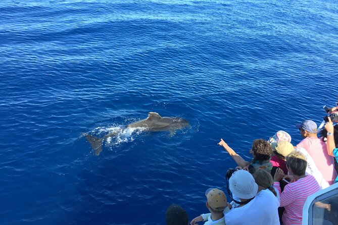 Friendly discovery of Scandola Calanques de Piana and meal stop at Girolata - Departing from Cargèse for a Scenic Sea Journey