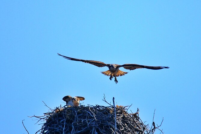 Friendly discovery of Scandola Calanques de Piana and meal stop at Girolata - Customer Experience and Local Guides