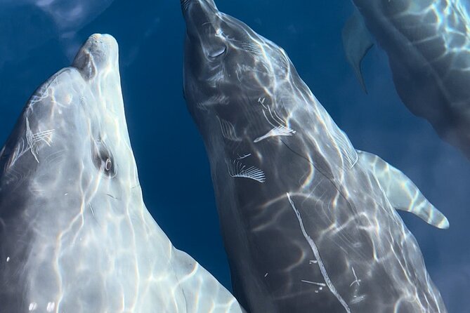 Friendly getaway to the Calanques of Piana from Cargèse - Exploring Capo Rosso: Sea Caves and the Arch