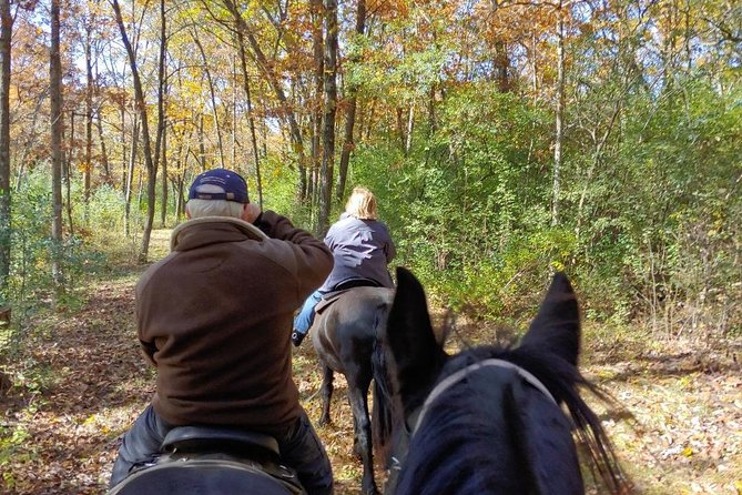 Friesian Herd Tours, Workshops, Classes and Retreats in the Kettle Moraine area. - Hands-On Experience with Horses and Foals