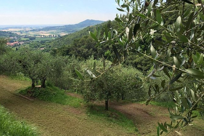 From Abano Montegrotto Olive Oil & Wine in the Euganean Hills - Scenic Stops: The Euganean Spas, Battaglia, and Valsanzibio Garden