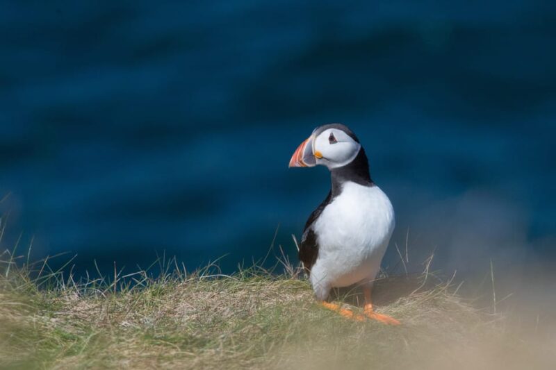 From Aberdeen: North East Coastal Trail Small-Group Tour - Slains Castle: A Gothic Ruin with Literary Inspiration
