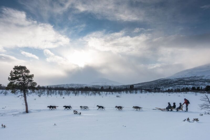 From Abisko: Dog Sledding Excursion to Kiruna with Fika - Key Points