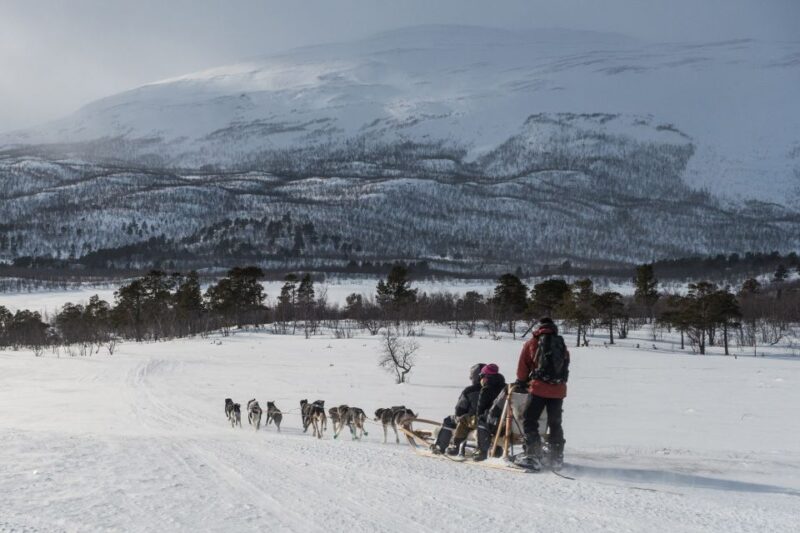 From Abisko: Dog Sledding Excursion to Kiruna with Fika - The 10-12 KM Arctic Wilderness Circuit