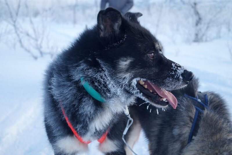 From Abisko: Dog Sledding Excursion to Kiruna with Fika - Interaction with the Sled Dogs