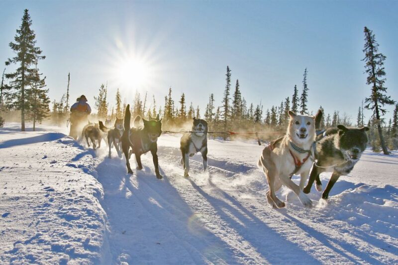 From Abisko: Dog Sledding Excursion to Kiruna with Fika - Post-Ride Return and Reflections