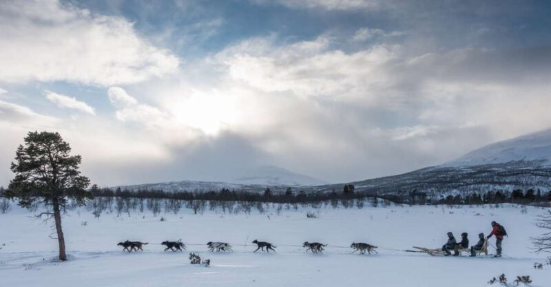 From Abisko: Dog Sledding Excursion to Kiruna with Fika - Frequently Asked Questions