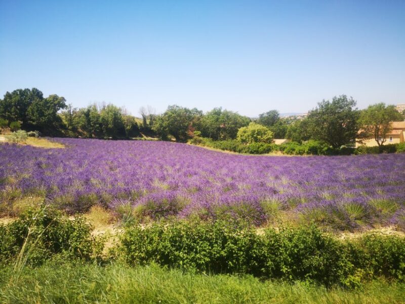 From Aix: Day Trip to Valensole Lavender Fields in Provence - Discover the Charm of the Valensole Lavender Fields in Provence