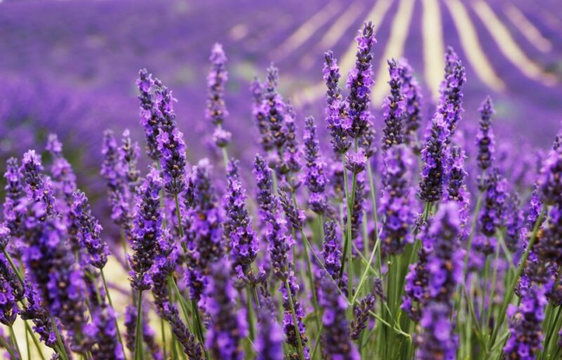 From Aix: Day Trip to Valensole Lavender Fields in Provence - Key Points