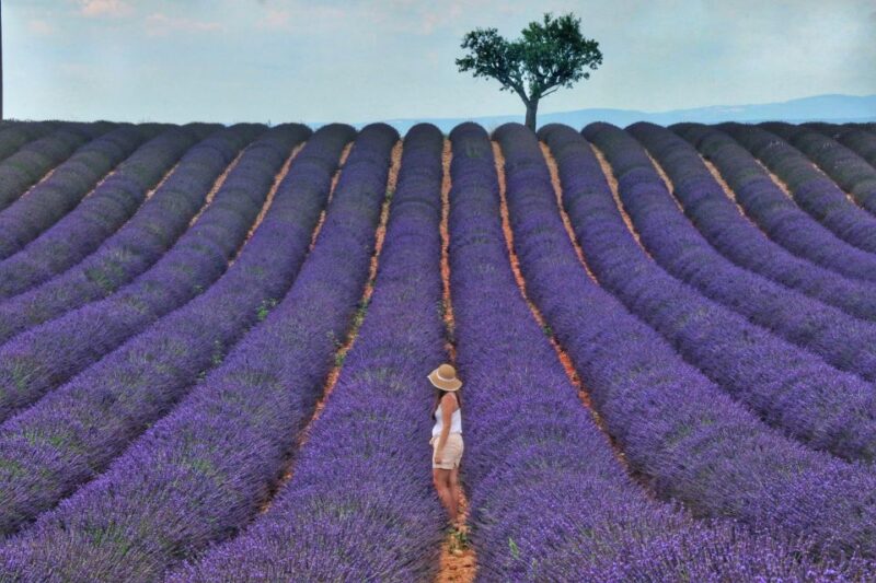 From Aix: Day Trip to Valensole Lavender Fields in Provence - Scenic Journey to the Valensole Plateau