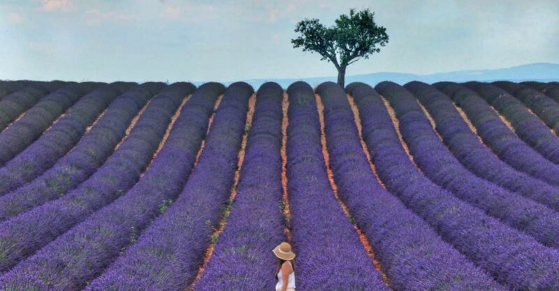 From Aix: Day Trip to Valensole Lavender Fields in Provence - Picture-Perfect Stops Along the Lavender Road