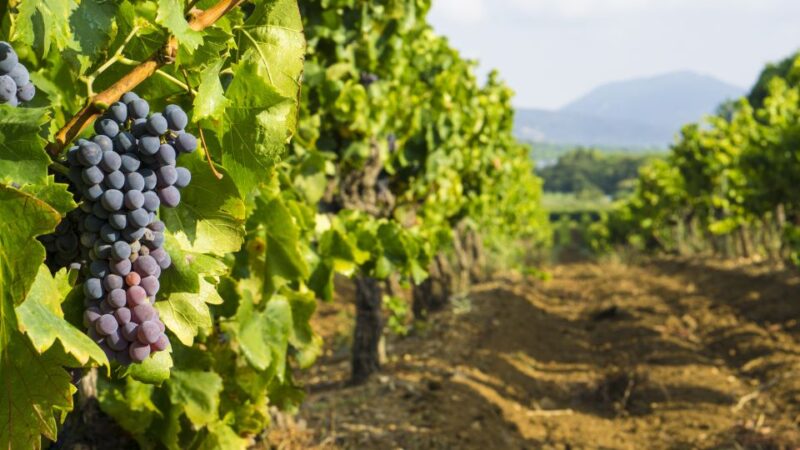 From Aix-en-Provence: Half-Day Wine Tour - Discover the Heart of Provence Wine in 3.5 Hours