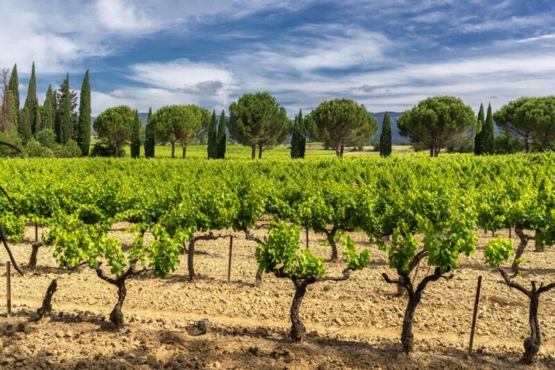 From Aix-en-Provence: Half-Day Wine Tour - A Second Unique Winery Experience