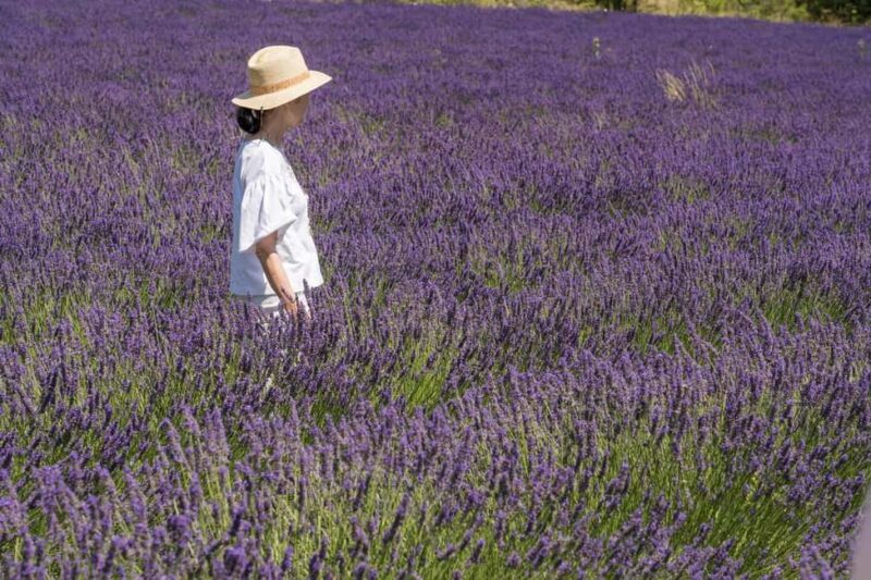 From Aix-en-Provence: Lavender Half Day Tour - The Best Photo Opportunities in Blooming Lavender Fields