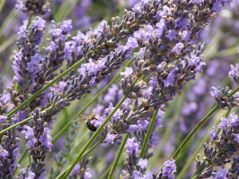 From Aix-en-Provence: Sault Lavender & Gordes Full-Day Tour - Exploring the Lavender Capital: Sault Village