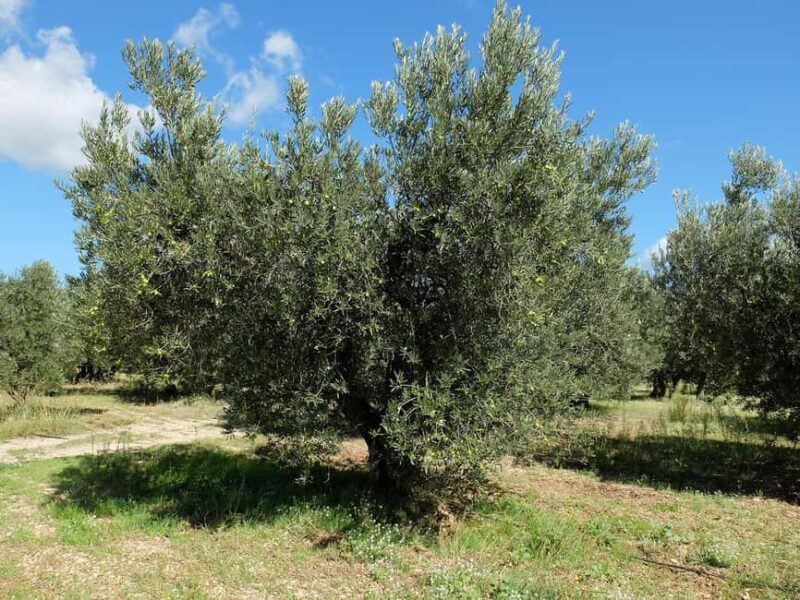 From Aix-en-Provence : Wine, Olive Oil and Scenic Villages - Value and Suitability of the Tour