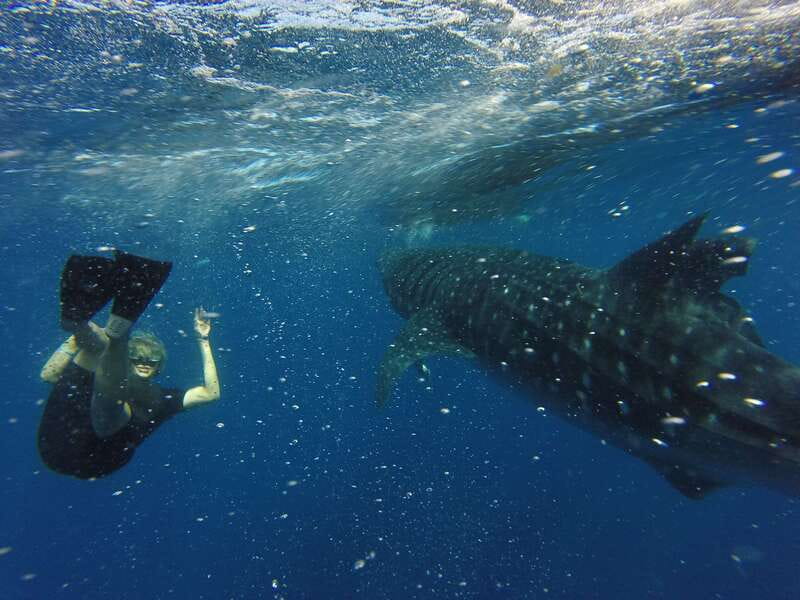 From Akumal: Whale Shark Tour - Key Points