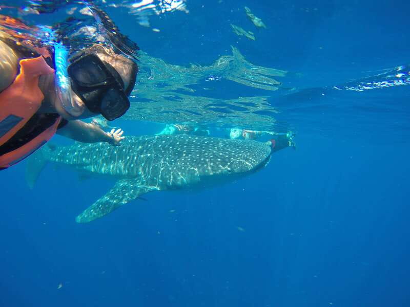 From Akumal: Whale Shark Tour - Snorkeling with the Largest Fish in the World