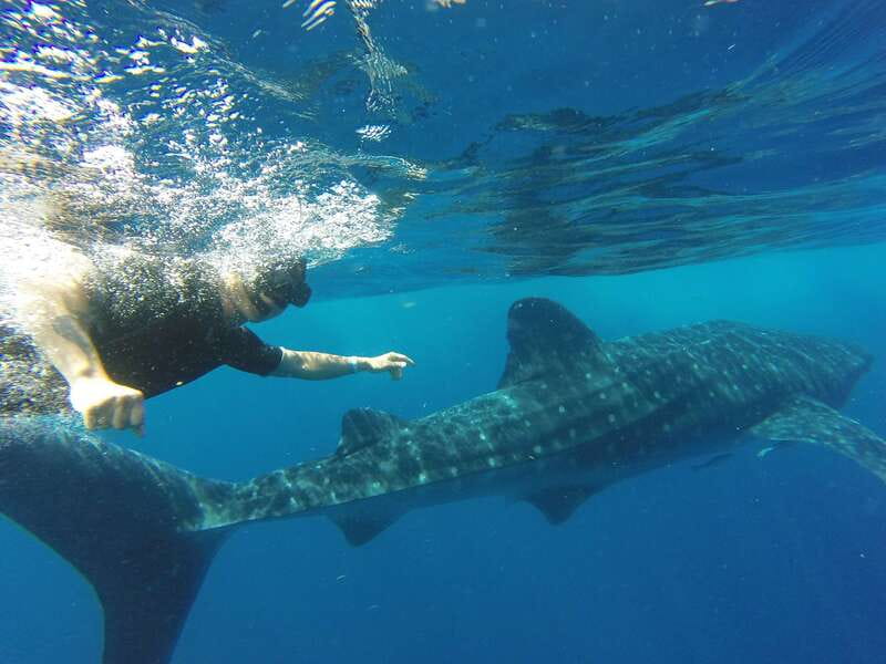 From Akumal: Whale Shark Tour - Scenic Stop at Playa Norte on Isla Mujeres