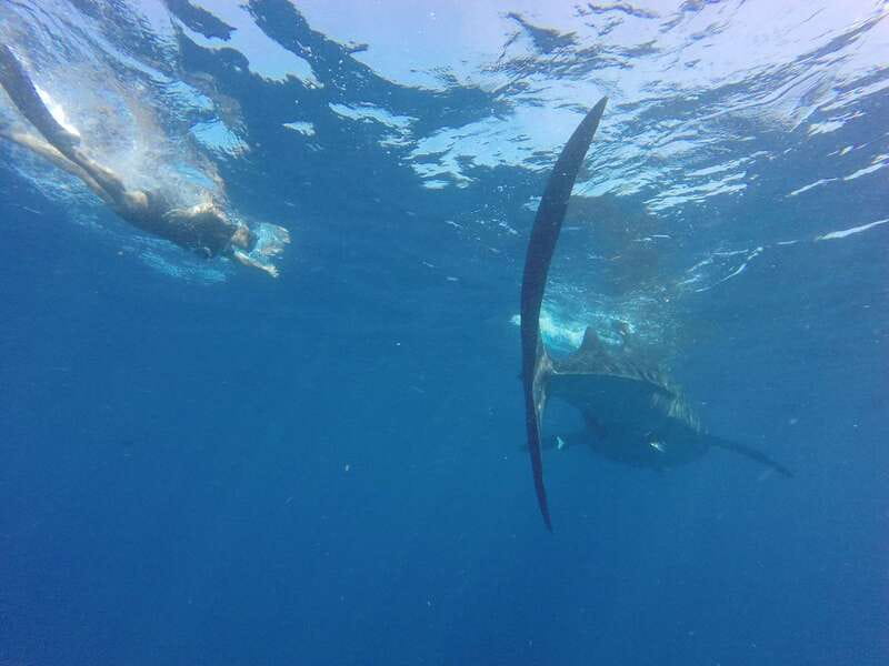 From Akumal: Whale Shark Tour - Safety and Seasonal Considerations