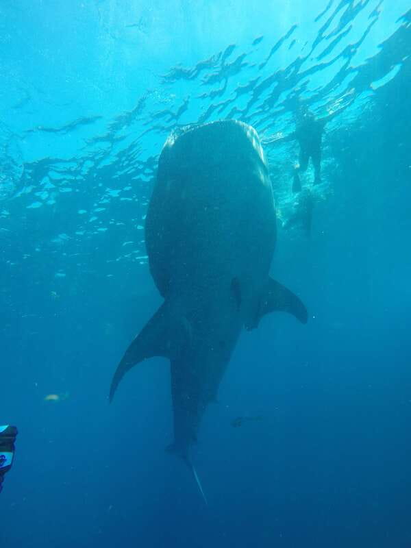 From Akumal: Whale Shark Tour - The Experience Provider and Customer Satisfaction