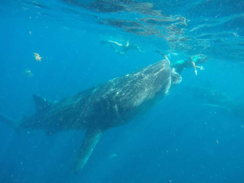 From Akumal: Whale Shark Tour - Comparing Similar Experiences in the Region