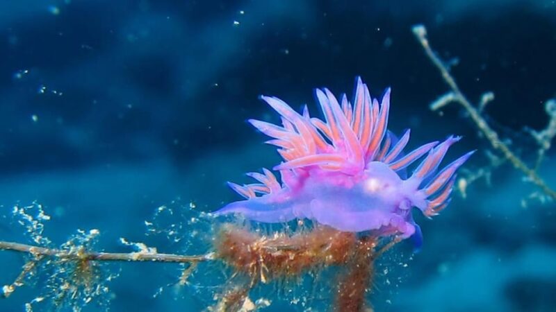 From Alanya: Scuba Diving Tour with Hotel Transfers - Considerations and Potential Limitations