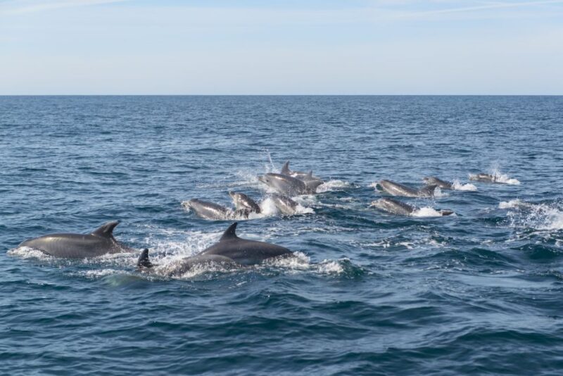 From Albufeira: Dolphins and Caves 2.5-Hour Boat Trip - Weather Conditions and Potential Cancellations