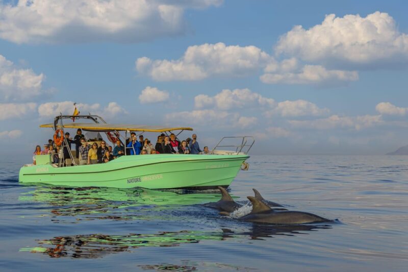From Alcudia: Sunrise Dolphin Watching Boat Tour - Discover the Magic of the Sunrise Dolphin Watching Tour from Alcúdia