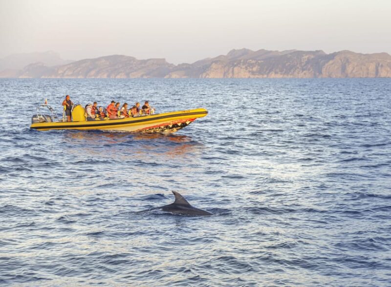 From Alcudia: Sunrise Dolphin Watching Boat Tour - Ensuring Respect and Conservation During the Trip