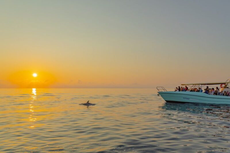 From Alcudia: Sunrise Dolphin Watching Boat Tour - What Travelers Say About This Dolphin Tour