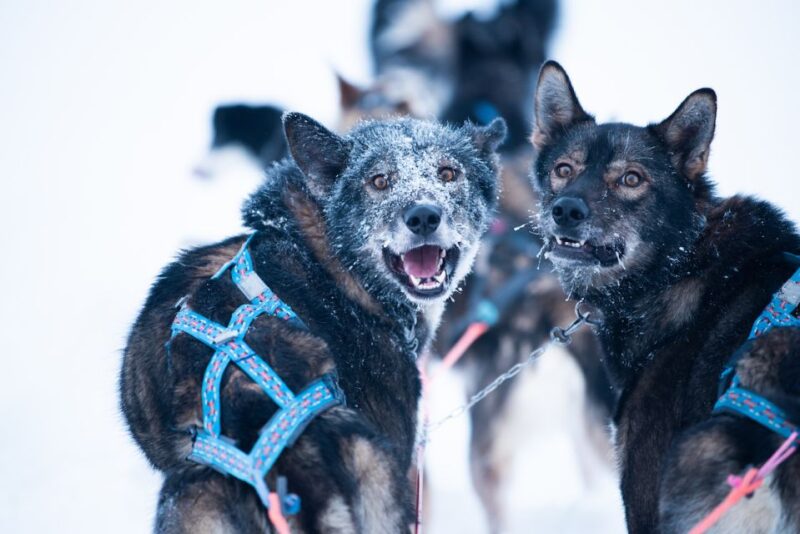 From Alta: Huskey Dog Sledding Tour - Discover the Husky Dog Sledding Tour from Alta