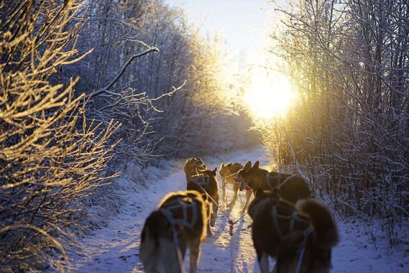 From Alta: Huskey Dog Sledding Tour - Key Points
