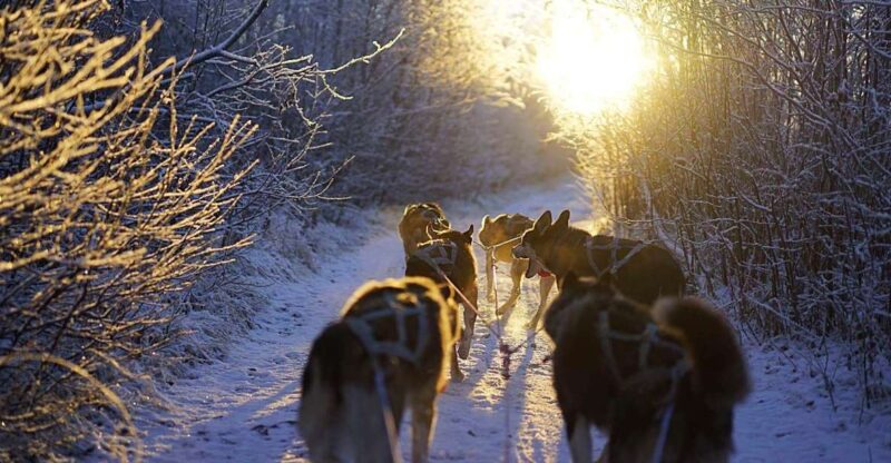 From Alta: Huskey Dog Sledding Tour - Visiting the Husky Farm in Alta