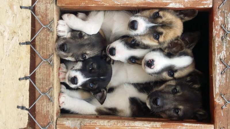 From Alta: Huskey Dog Sledding Tour - Enjoying Snacks and Warmth in a Lavvo Tent