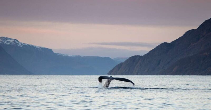 From Alta: Small Group Whale Watching by RIB - Navigating the Fjords in a RIB Boat