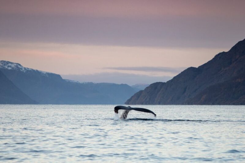 From Alta: Small Group Whale Watching by RIB - The Chance of Whale Sightings and What You Might See