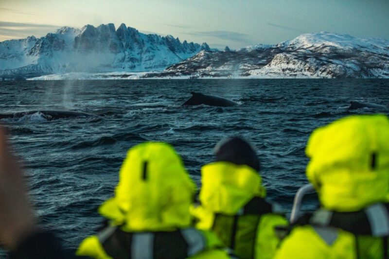 From Alta: Small Group Whale Watching by RIB - Weather Conditions and Scenic Winter Fjords