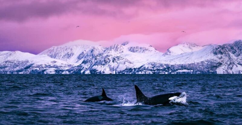 From Alta: Whale and Seabird Cruise - Altas Marine Wildlife: From Fjord to Sea