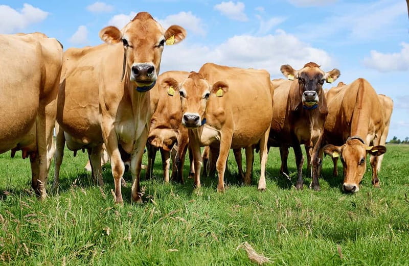 From Amsterdam: Dutch Windmills, Cheese and Wooden Shoes - Iconic Volendam: Coastal Charm and Cultural Sights