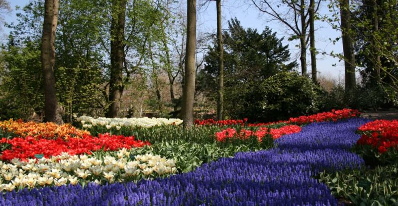 From Amsterdam: Keukenhof and Haarlem Full-Day Guided Tour - Skip-the-Line Entry to Keukenhof Gardens