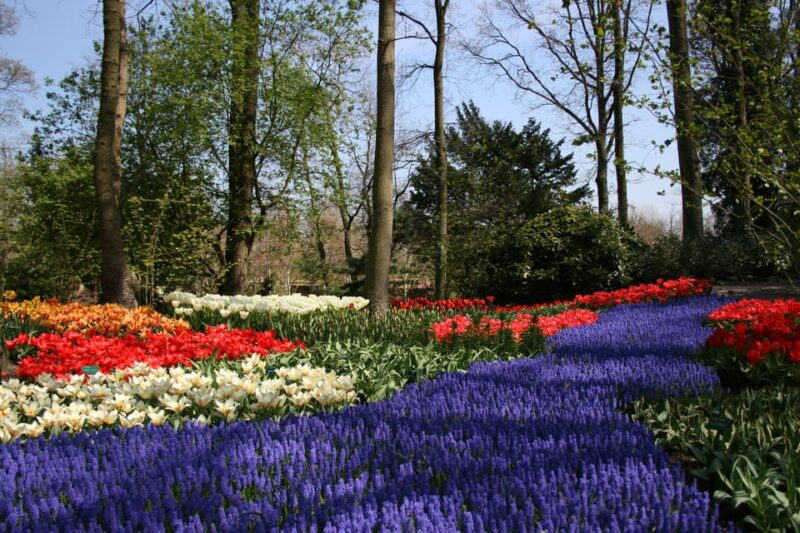 From Amsterdam: Keukenhof and Haarlem Full-Day Guided Tour - Highlights of Keukenhofs Floral Exhibits