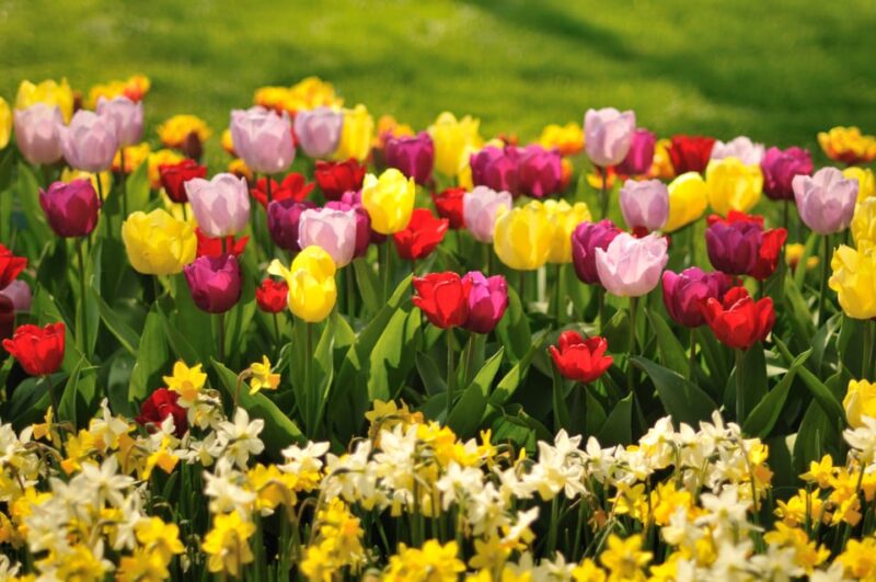 From Amsterdam: Keukenhof and Haarlem Full-Day Guided Tour - Guided Commentary and Cultural Insights