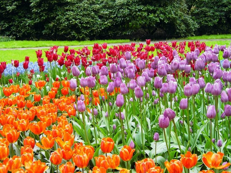 From Amsterdam: Keukenhof and Haarlem Full-Day Guided Tour - Practical Details for a Smooth Experience