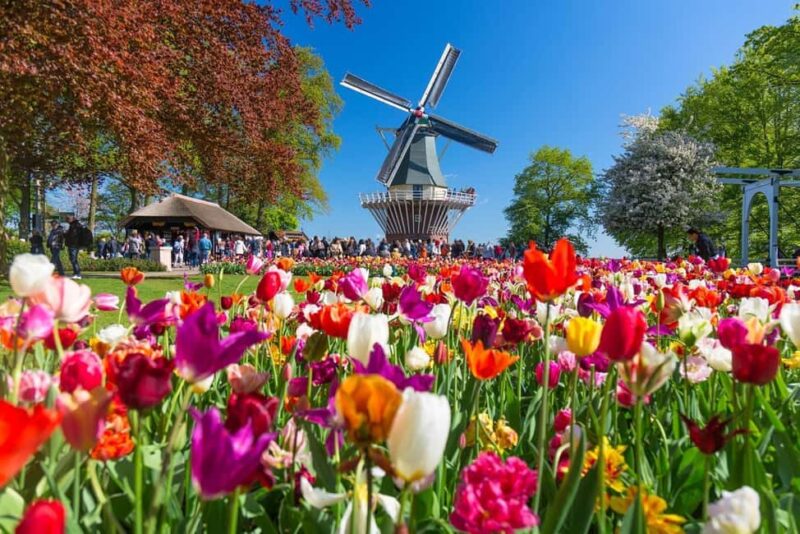 From Amsterdam: Keukenhof and Tulip Experience Tour - Discover the Beauty and Process of Tulips on a 5-Hour Tour from Amsterdam
