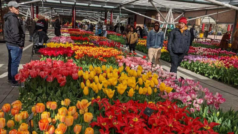 From Amsterdam: Keukenhof and Tulip Experience Tour - Key Points